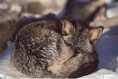 《异度神剑X 终极版》公布 明年3月20日登陆NS